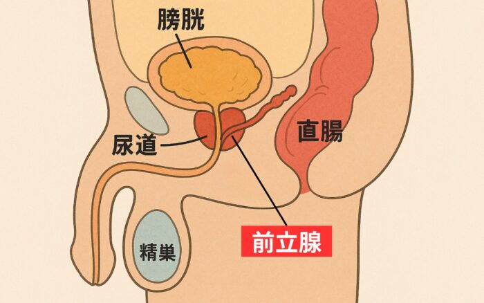 前立腺の開発とは?前立腺マッサージについて解説