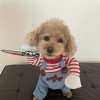 チョンボパパ_写真