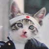 猫師匠_写真