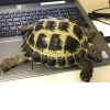 アフガニスタンヨツユビリクガメ_写真
