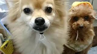 わんこ部長からのメッセージ
