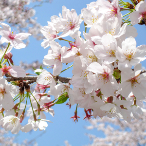 未経験特集_ポイント2_2511