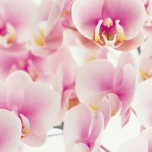 未経験特集_ポイント2_12385